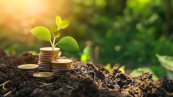 small leaf plant in dirt on ground growing out of a stack of coins