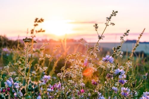 Beautiful wildflowers on a green meadow. Warm summer evening