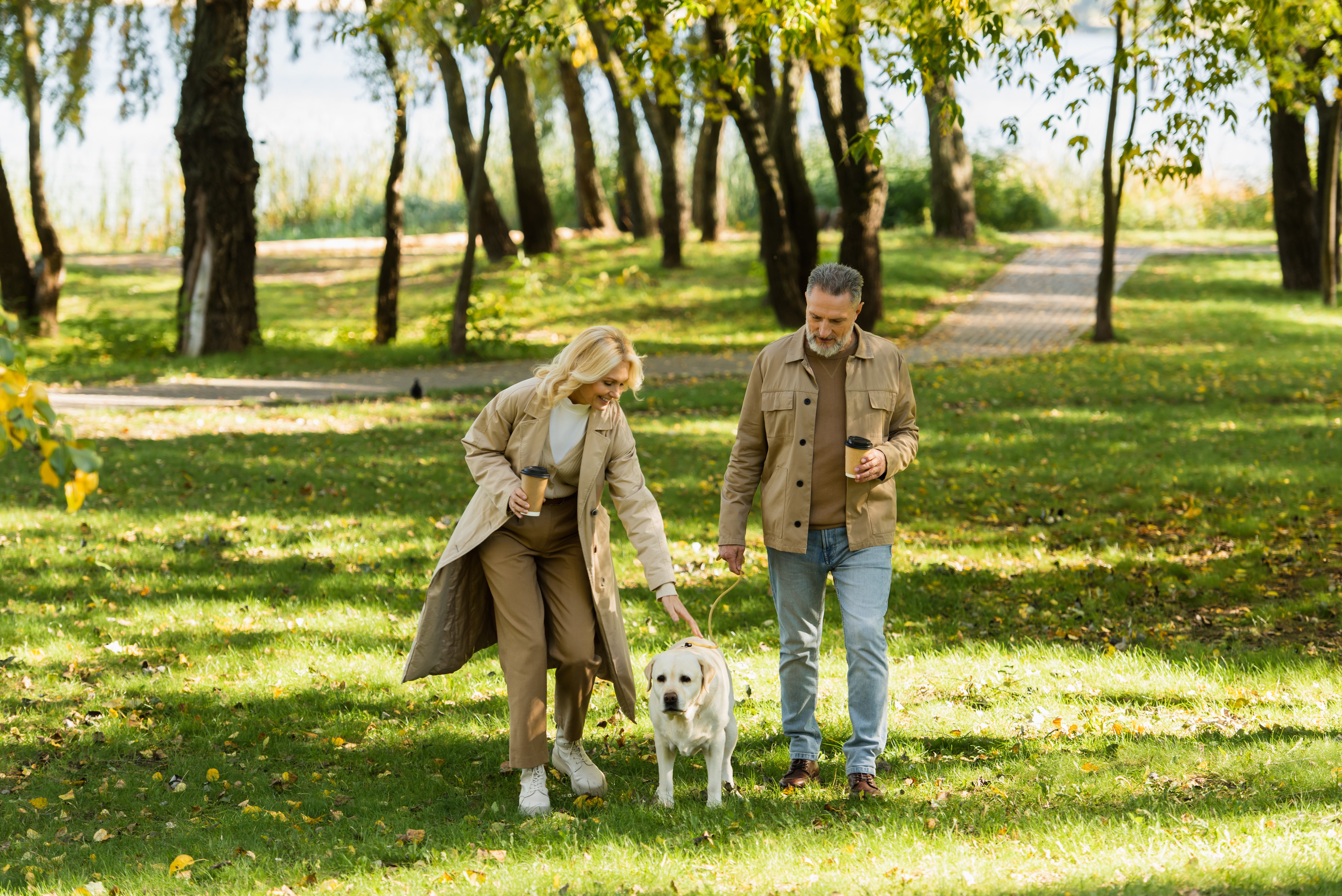 overjoyed middle aged couple holding coffee to go and walking out with labrador dog in park during springtime Adobe stock photos
